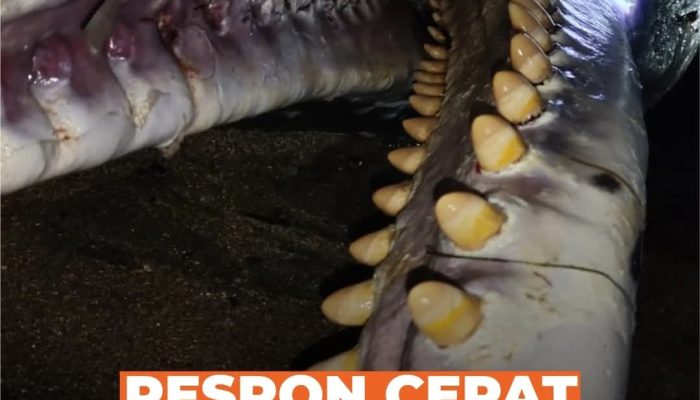 BPSPL Makassar Wilker Palu Tangani Paus Sperma Terdampar di Kabupaten Buol