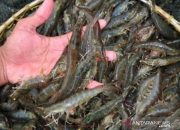 Terkait Kisruh PT EPU dan Warga, Kacab Tidak “Berdaya”