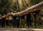Pecahkan Rekor, Sanca 7,22 Meter Ditemukan di Maros